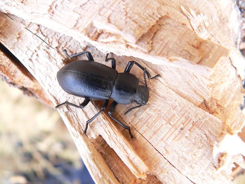 Iphthiminus italicus
